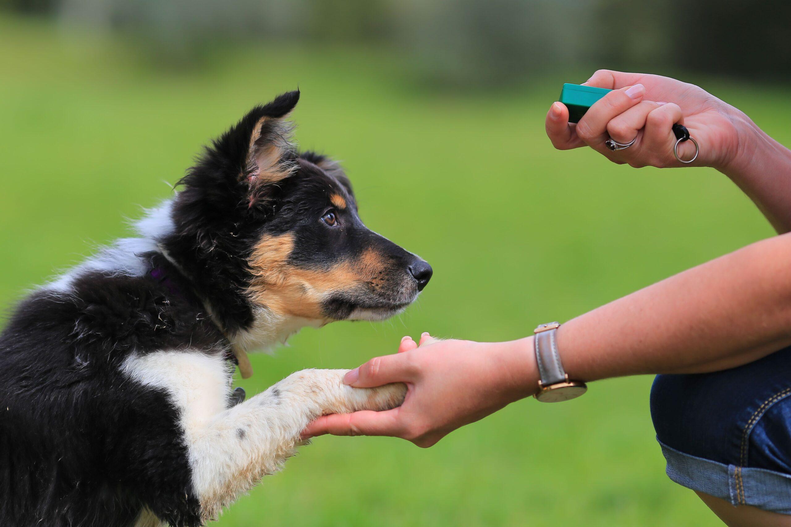 Ein Hund wird trainiert