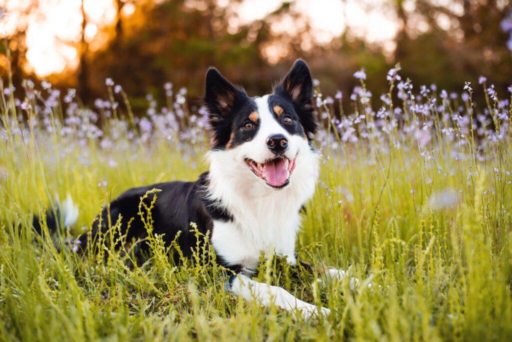 Ein Border Collie liegt auf einem Feld mit lila Blumen